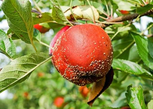 Brown rot on apple tree
